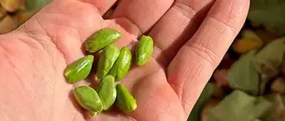 Pistacchi raccolti da Mister Pistacho