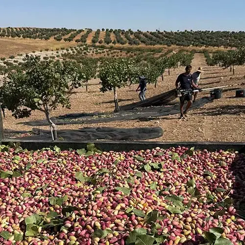 Raccolta dei pistacchi in un campo di Mister Pistacho